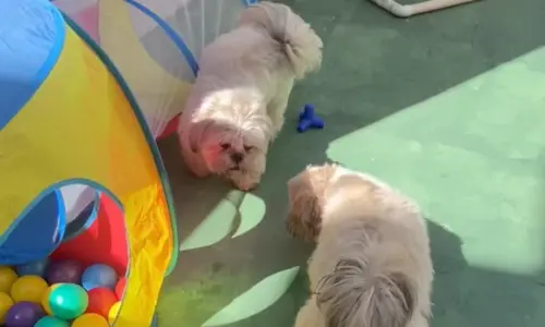 Atividades recreativas